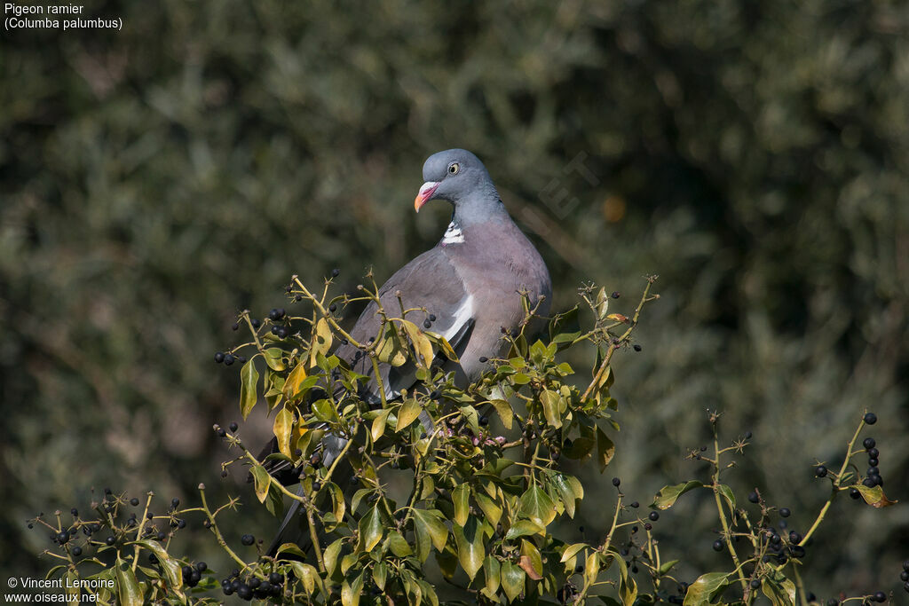 Common Wood Pigeonadult, close-up portrait, feeding habits, eats