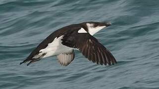 Razorbill