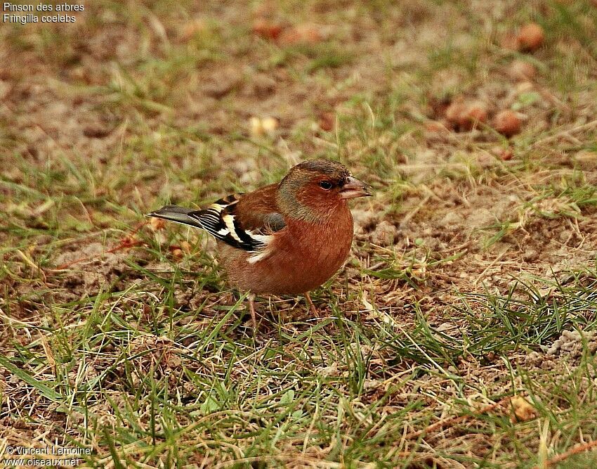 Common Chaffinch male adult post breeding