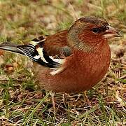 Eurasian Chaffinch