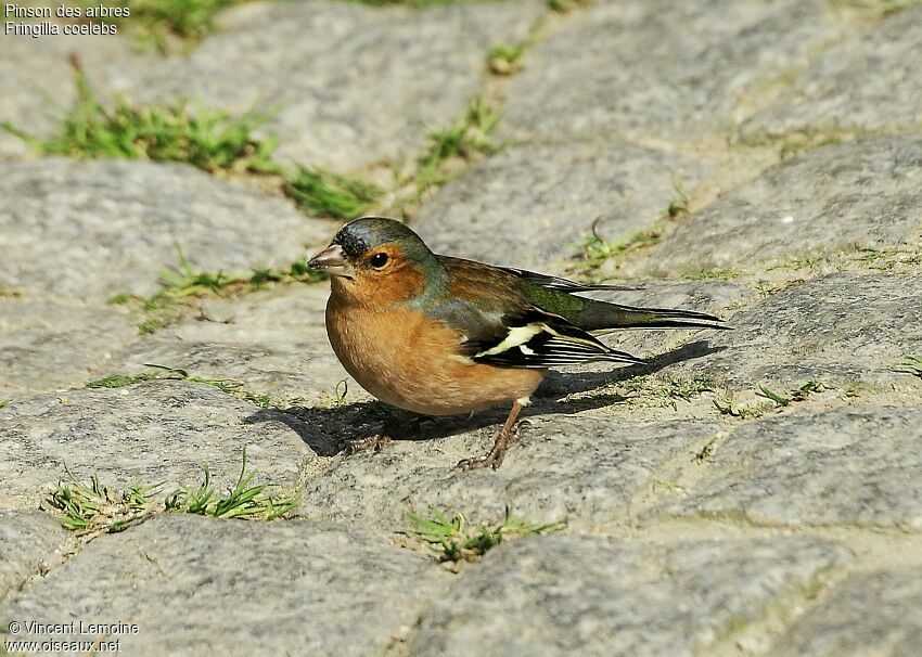 Eurasian Chaffinch male adult