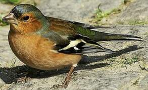 Eurasian Chaffinch