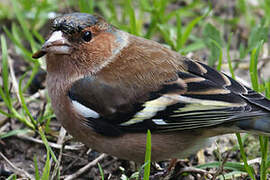 Eurasian Chaffinch