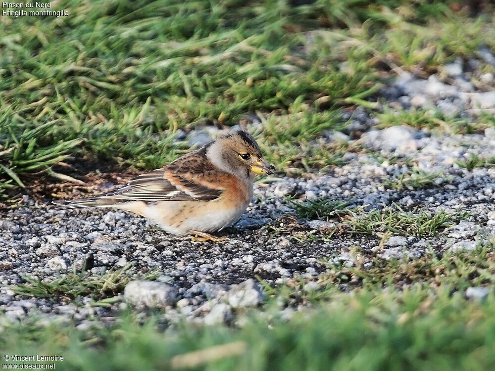 Brambling