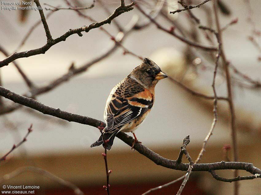 Brambling male adult post breeding