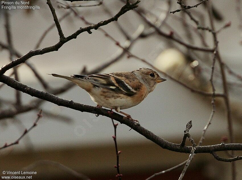 Brambling female adult post breeding