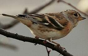 Brambling