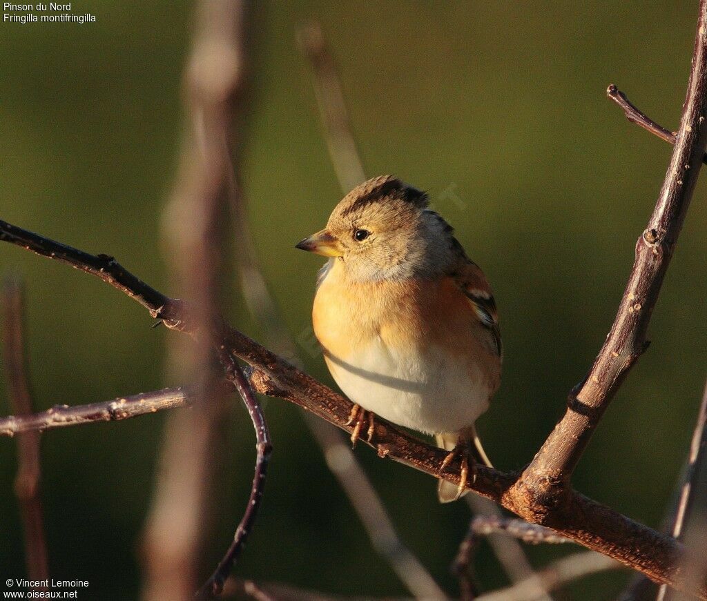 Brambling