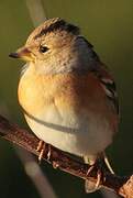 Brambling