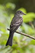 Eastern Wood Pewee