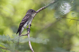 Eastern Wood Pewee