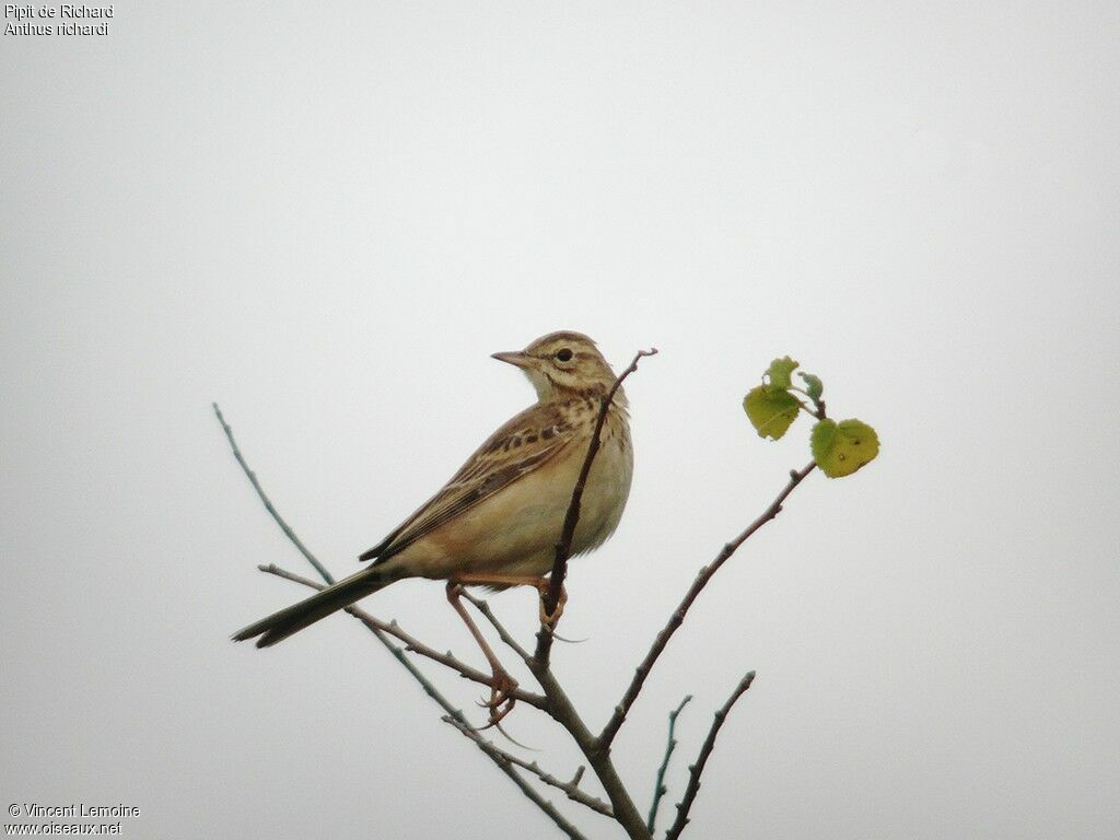 Richard's Pipit