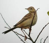 Richard's Pipit