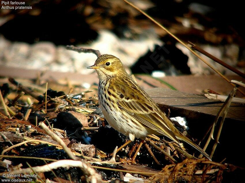 Pipit farlouse