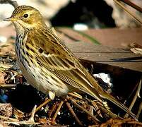 Meadow Pipit