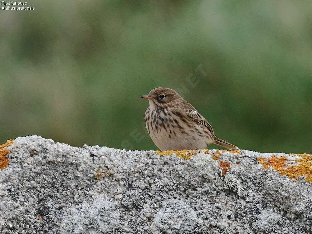 Pipit farlouse