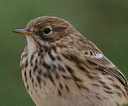 Pipit farlouse