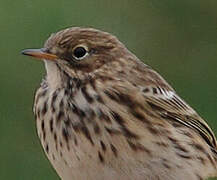 Meadow Pipit