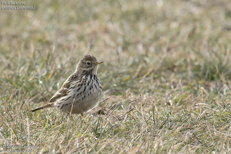 Meadow Pipit