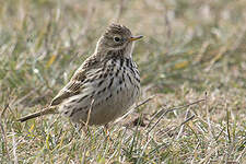 Pipit farlouse