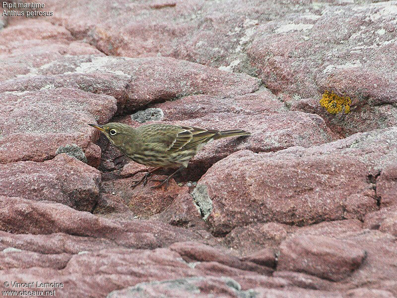 Eurasian Rock Pipit