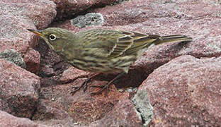 European Rock Pipit