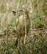 Tawny Pipit