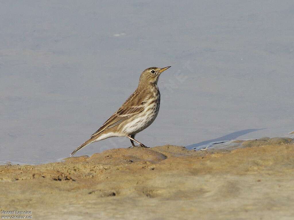 Water PipitFirst year, identification