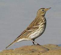 Water Pipit