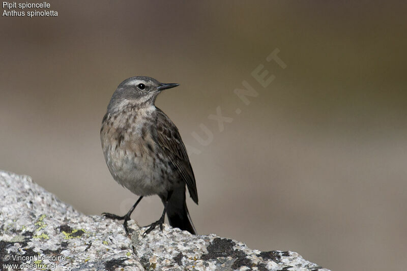 Pipit spioncelleadulte nuptial