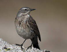 Water Pipit