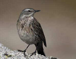 Pipit spioncelle