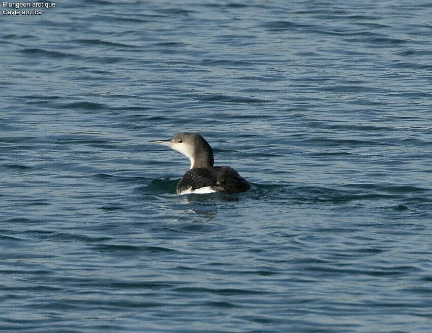 Plongeon arctiqueadulte internuptial