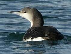 Black-throated Loon