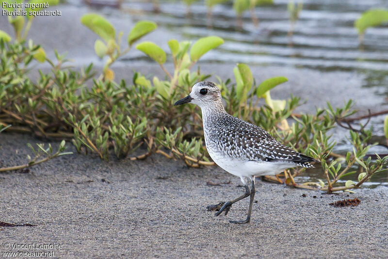 Grey Plover