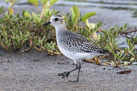 Grey Plover