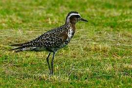 American Golden Plover