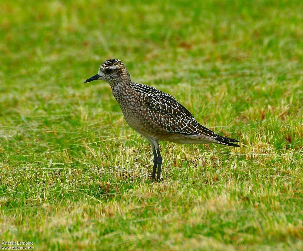 American Golden Ploverjuvenile, identification