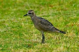 American Golden Plover