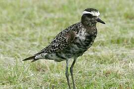 American Golden Plover