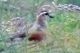 Eurasian Dotterel