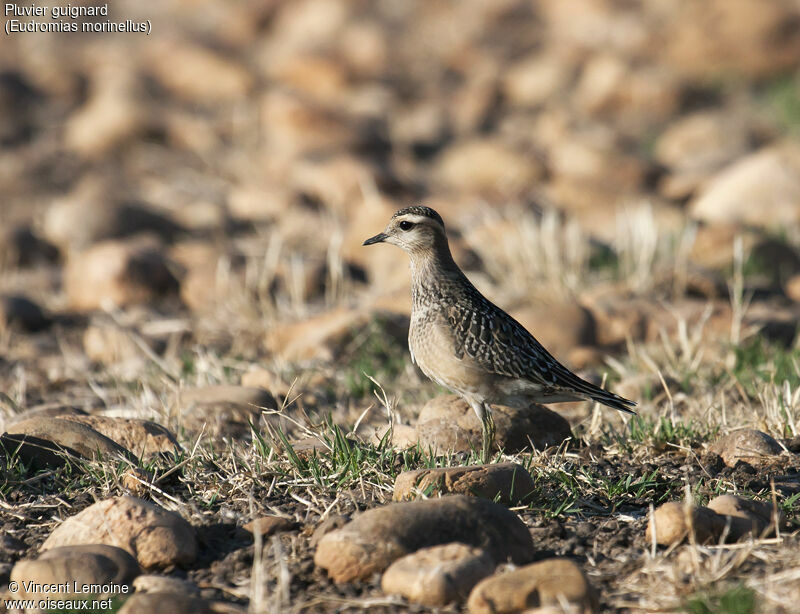 Eurasian Dotterel