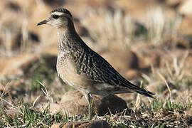 Eurasian Dotterel