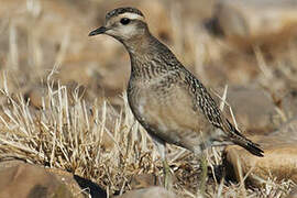 Eurasian Dotterel