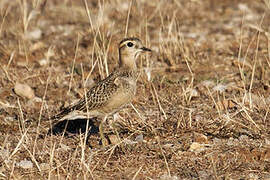 Eurasian Dotterel