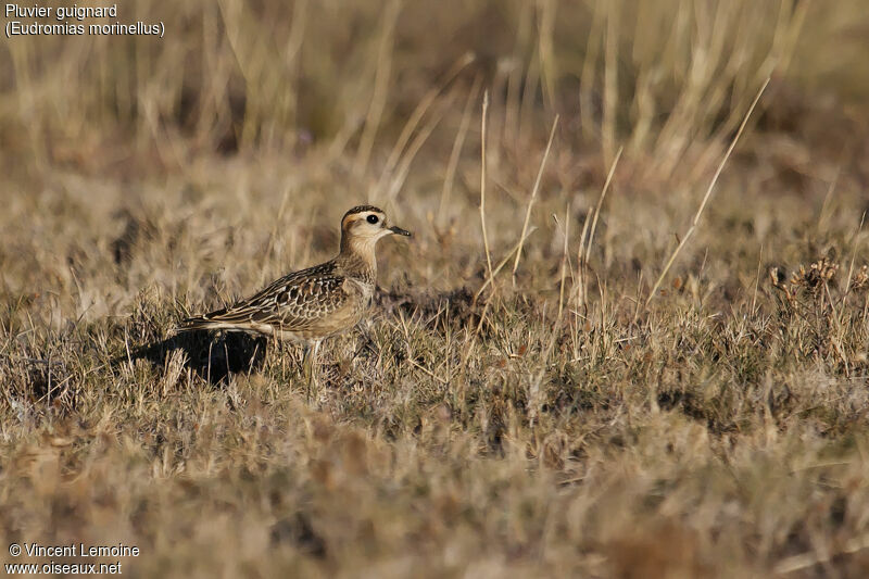 Eurasian Dotterel