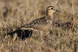 Eurasian Dotterel