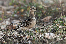 Eurasian Dotterel