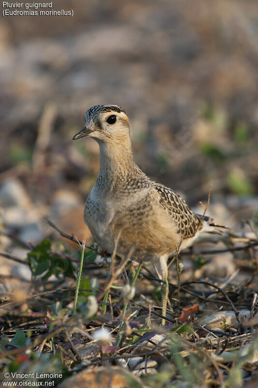 Eurasian Dotterel