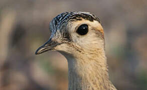 Eurasian Dotterel